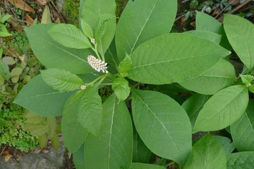 图:绿茎商陆图:红茎商陆图:颠茄野菜也称野生蔬菜,通常是指在野外自然