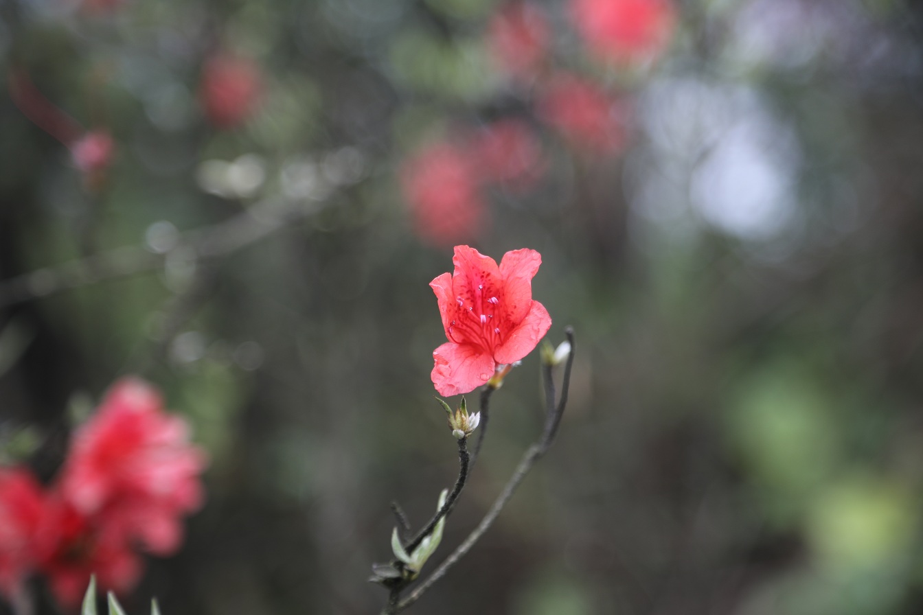 KR8A0388.JPG
